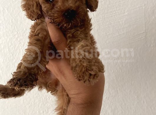 Toy Poodle Yavrular görsel