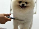 Yetişkin Erkek Pomeranian Beyaz 