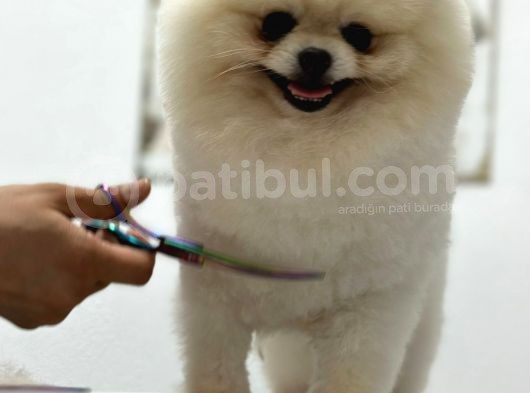 Yetişkin Erkek Pomeranian Beyaz  görsel