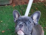 Safkan Di̇şi̇ Yavru French Bulldog