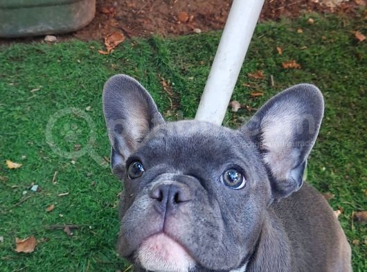 Safkan Di̇şi̇ Yavru French Bulldog görsel