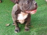 Safkan Di̇şi̇ Yavru French Bulldog