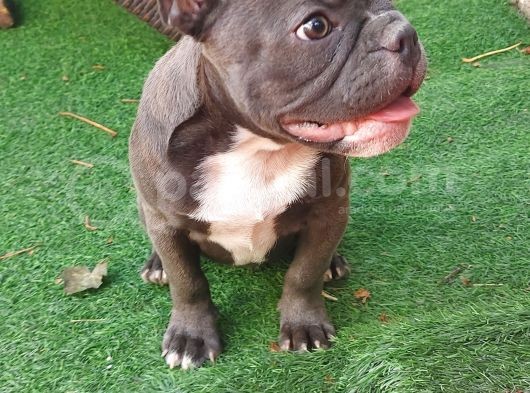 Safkan Di̇şi̇ Yavru French Bulldog görsel