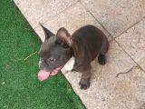 Safkan Di̇şi̇ Yavru French Bulldog