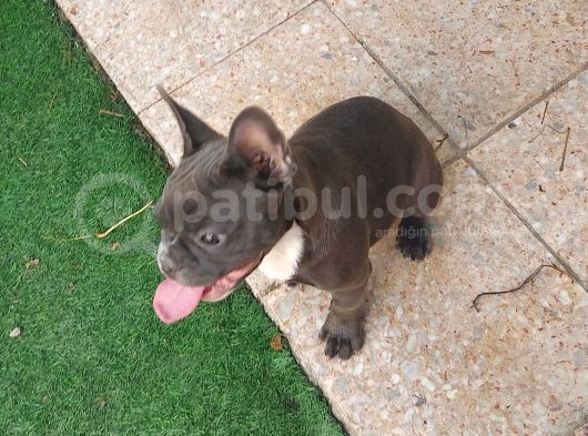 Safkan Di̇şi̇ Yavru French Bulldog görsel