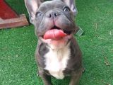 SAFKAN DİŞİ YAVRU FRENCH BULLDOG