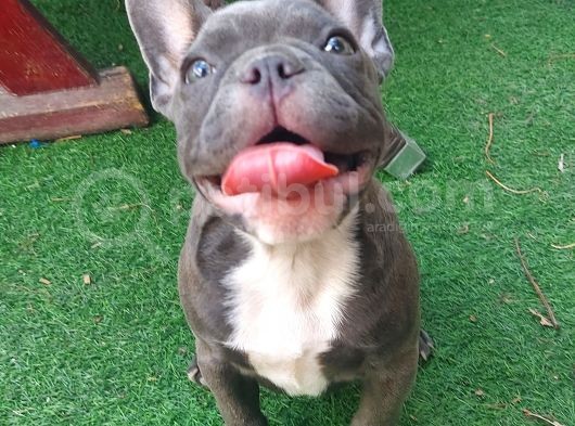 Safkan Di̇şi̇ Yavru French Bulldog