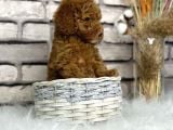 Orjinal Disi Toy Poodle Bebeksi Yavrumuz