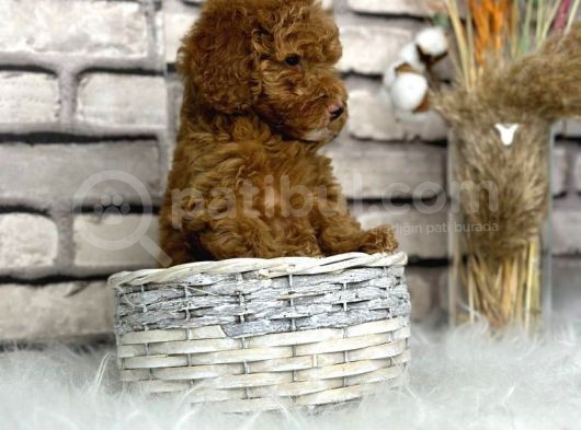 Orjinal Disi Toy Poodle Bebeksi Yavrumuz görsel