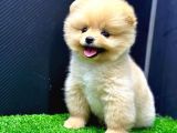 2 Aylık Pomeranian Bebekler