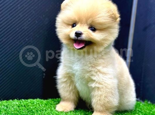 2 Aylık Pomeranian Bebekler görsel