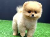 2 Aylık Pomeranian Bebekler