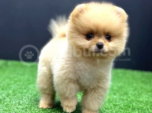 2 Aylık Pomeranian Bebekler görsel