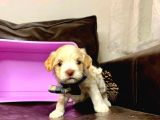 MALTİPO CİNSİ 