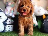 Sevimli köpeğim poodle