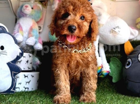 Sevimli Köpeğim Poodle