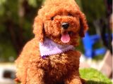 Sevimli Köpeğim Poodle