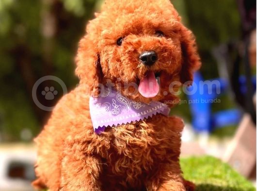 Sevimli Köpeğim Poodle görsel