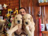 Bebek Yüzlü Golden A Kali̇te Irk