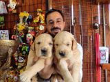 Bebek Yüzlü Golden A Kali̇te Irk
