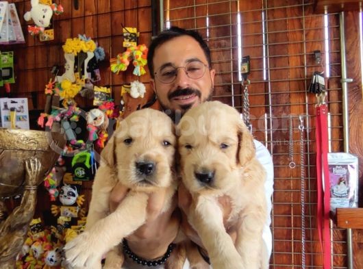 Bebek Yüzlü Golden A Kali̇te Irk görsel