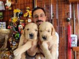 BEBEK YÜZLÜ GOLDEN A KALİTE IRK