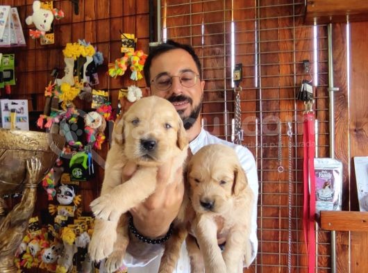 Bebek Yüzlü Golden A Kali̇te Irk görsel