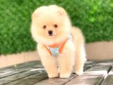 0-3 Aylık Yavru Pomeranian