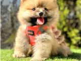 SNOWBALL BOO SURAT POMERANİAN YAVRULARIMIZ