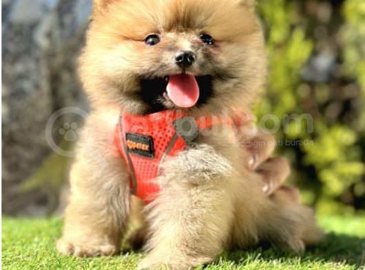 Snowball Boo Surat Pomerani̇an Yavrularimiz