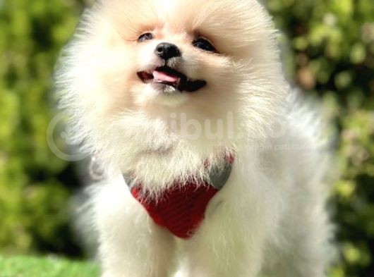Snowball Boo Surat Pomerani̇an Yavrularimiz görsel
