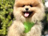 Snowball Boo Surat Pomerani̇an Yavrularimiz