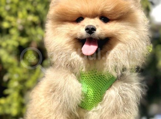 Snowball Boo Surat Pomerani̇an Yavrularimiz görsel