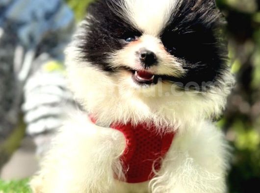 Snowball Boo Surat Pomerani̇an Yavrularimiz görsel
