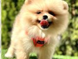 Snowball Boo Surat Pomerani̇an Yavrularimiz