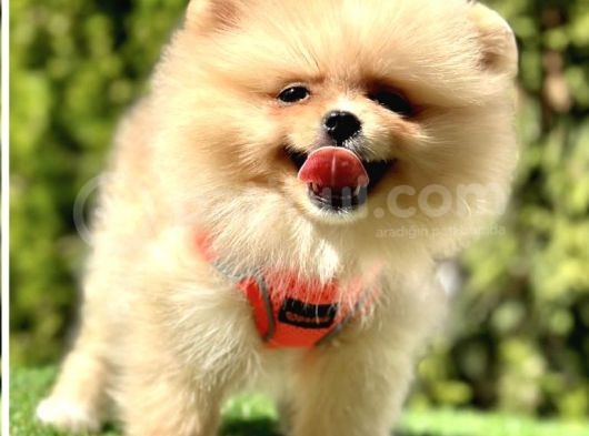 Snowball Boo Surat Pomerani̇an Yavrularimiz görsel