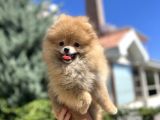 Orjinal Pomeranian Güzelliği