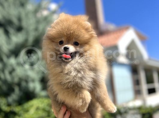 Orjinal Pomeranian Güzelliği görsel