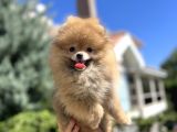 Orjinal Pomeranian Güzelliği