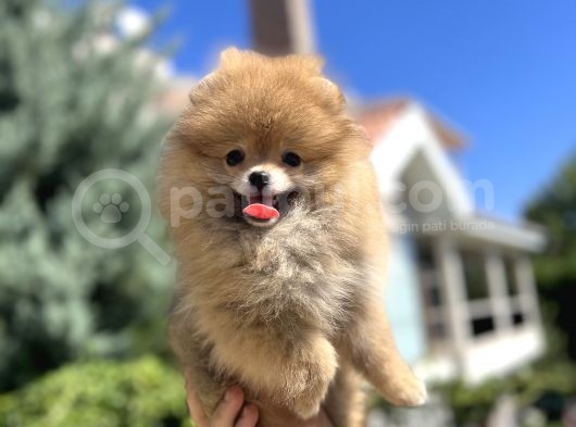Orjinal Pomeranian Güzelliği görsel