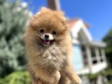 Orjinal Pomeranian Güzelliği