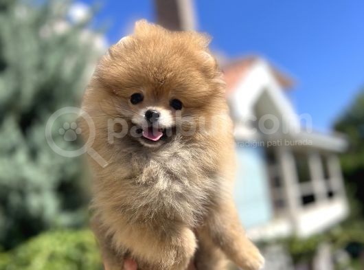Orjinal Pomeranian Güzelliği görsel