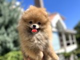 Orjinal Pomeranian Güzelliği