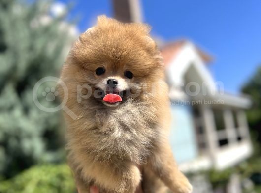 Orjinal Pomeranian Güzelliği