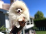 Teddyface Pomeranian