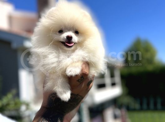 Teddyface Pomeranian görsel