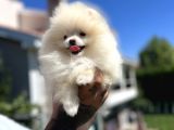 Teddyface Pomeranian