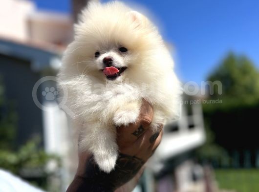 Teddyface Pomeranian görsel