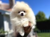 Teddyface Pomeranian