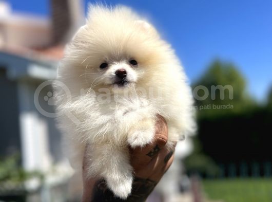 Teddyface Pomeranian görsel